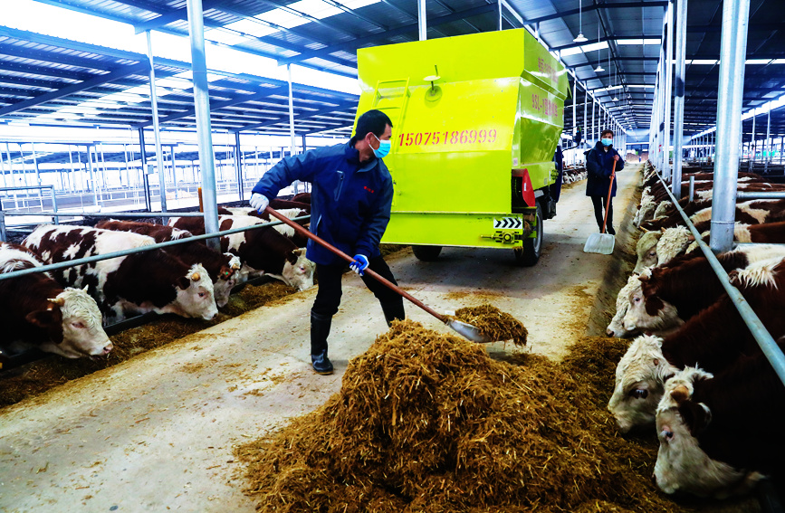 飼養員在西門塔爾品種肉牛養殖基地裡給牛喂草料。謝萬柏攝