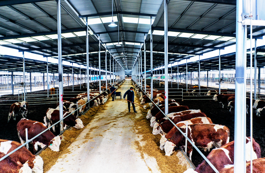 飼養員在西門塔爾品種肉牛養殖基地裡給牛喂草料。謝萬柏攝