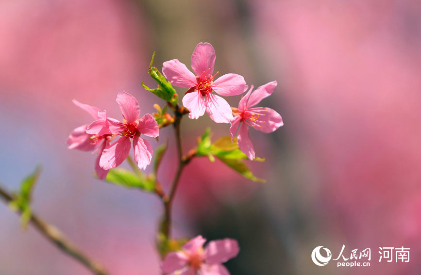 春意融融，百花吐芳。人民网程明辉摄