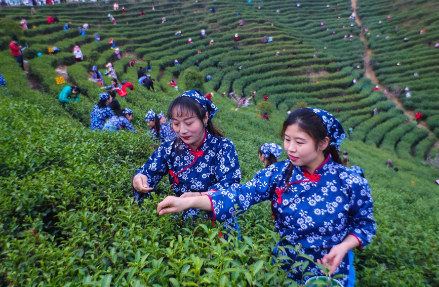 河南省信阳市光山县茶农正在抢抓农时采摘春茶。谢万柏摄