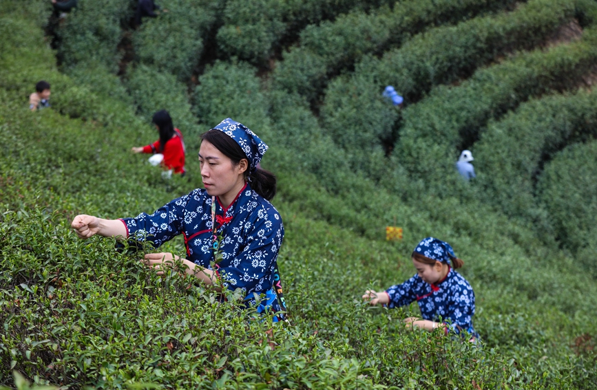 河南省信阳市光山县茶农正在抢抓农时采摘春茶。谢万柏摄