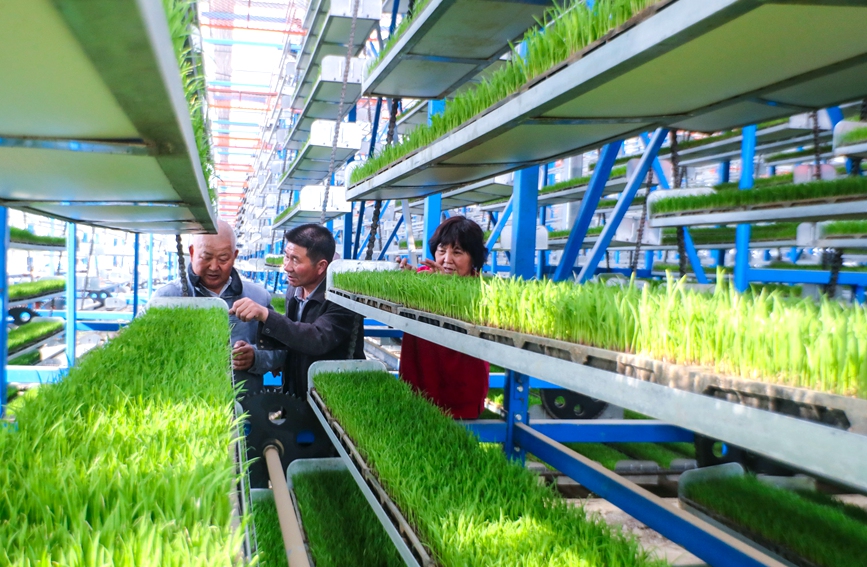 河南省光山县农民在全自动智能化育秧工厂对再生水稻秧苗进行管护。谢万柏摄