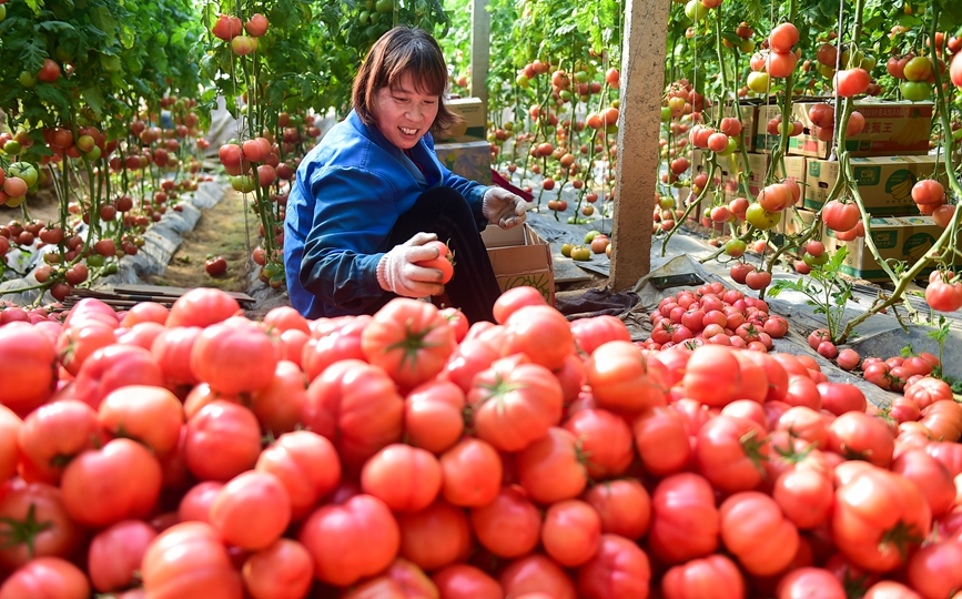 无公害蔬菜种植基地日光温棚内，农户正在采摘装箱西红柿。 黄政伟摄