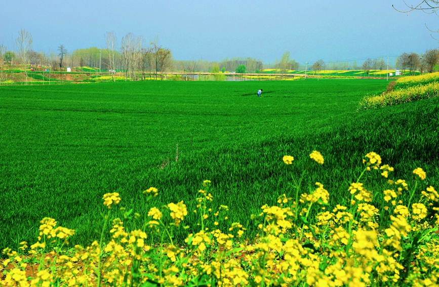 墨绿的麦苖、金黄的油菜花、青绿的柳芽与远处在麦田里劳作的村民，形成一幅美丽的画卷。张超摄