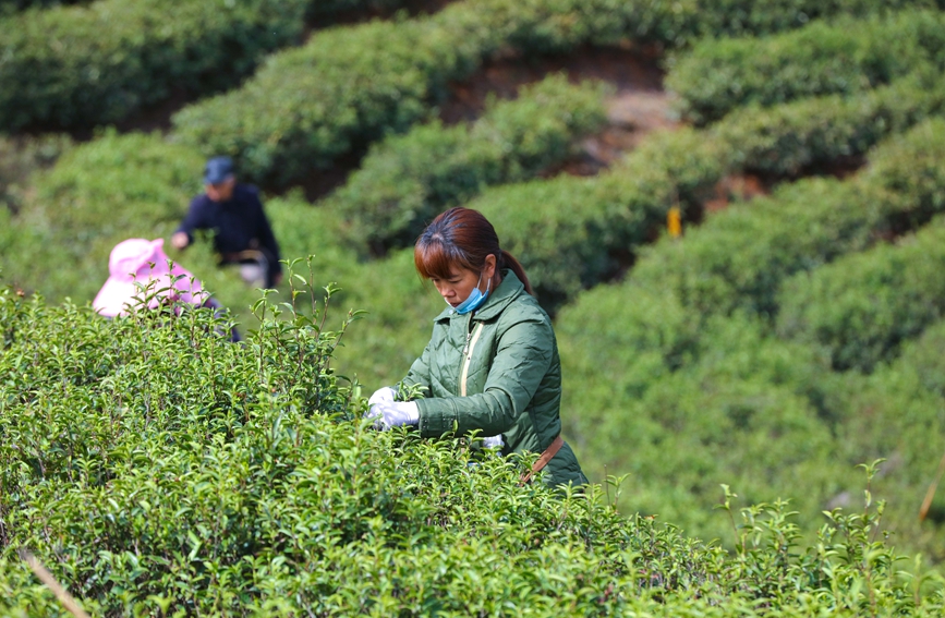 光山县大尖山茶叶种植基地茶农正在抢抓农时采摘毛尖春茶。谢万柏摄
