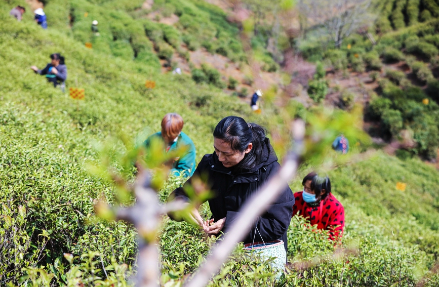 光山县大尖山茶叶种植基地茶农正在抢抓农时采摘毛尖春茶。谢万柏摄