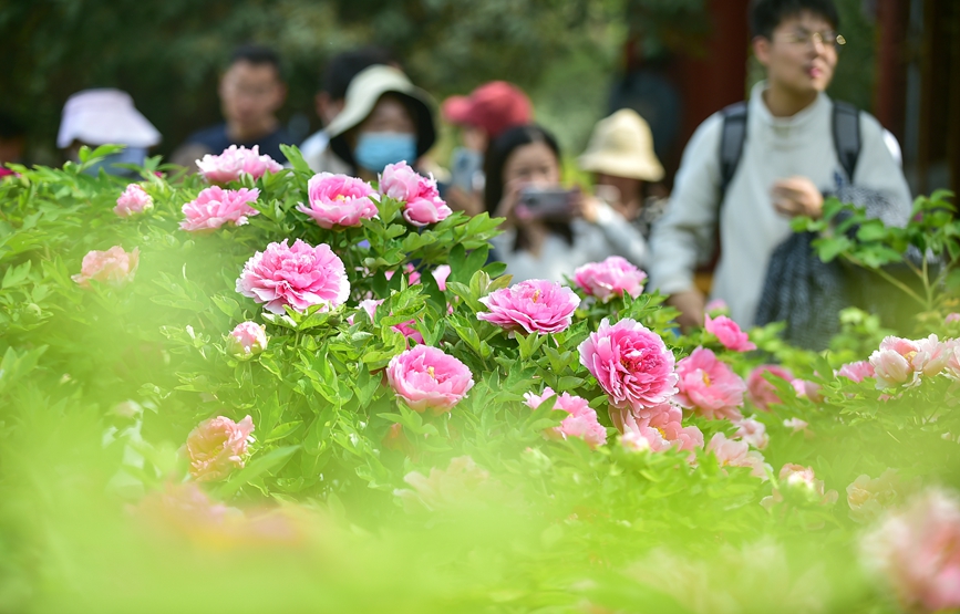 眾多游客在河南省洛陽市王城公園欣賞盛開的牡丹花。 黃政偉攝 