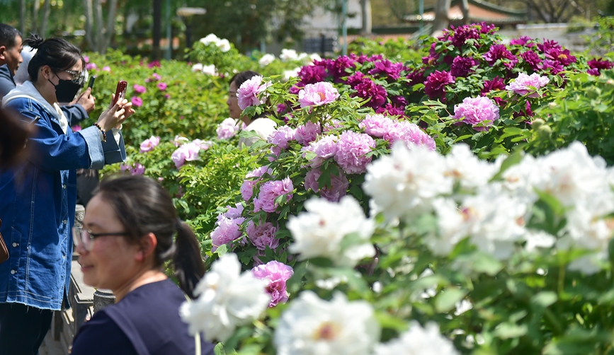 眾多游客在河南省洛陽市王城公園欣賞盛開的牡丹花。 黃政偉攝