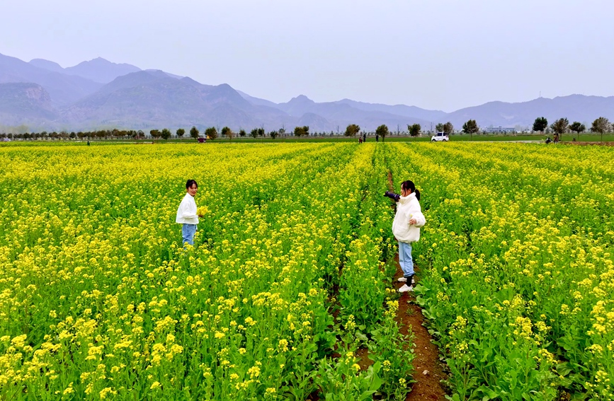 層層起伏的油菜花，吸引游客前來踏青賞花、拍照游玩。康向東攝