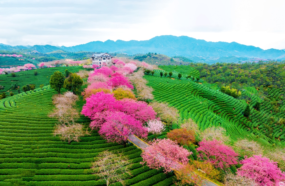 “赏花经济”升温回暖 文旅市场春潮涌动