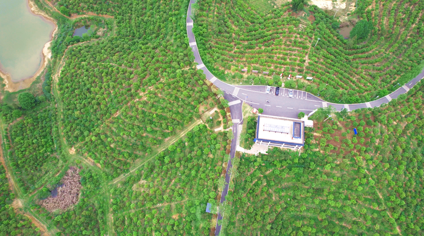 暮春时节，河南省信阳市光山县司马光油茶园内满目苍翠。梅曙贤摄