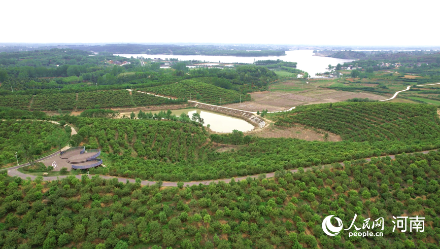 暮春時節，河南省信陽市光山縣司馬光油茶園內滿目蒼翠。人民網 常力元攝