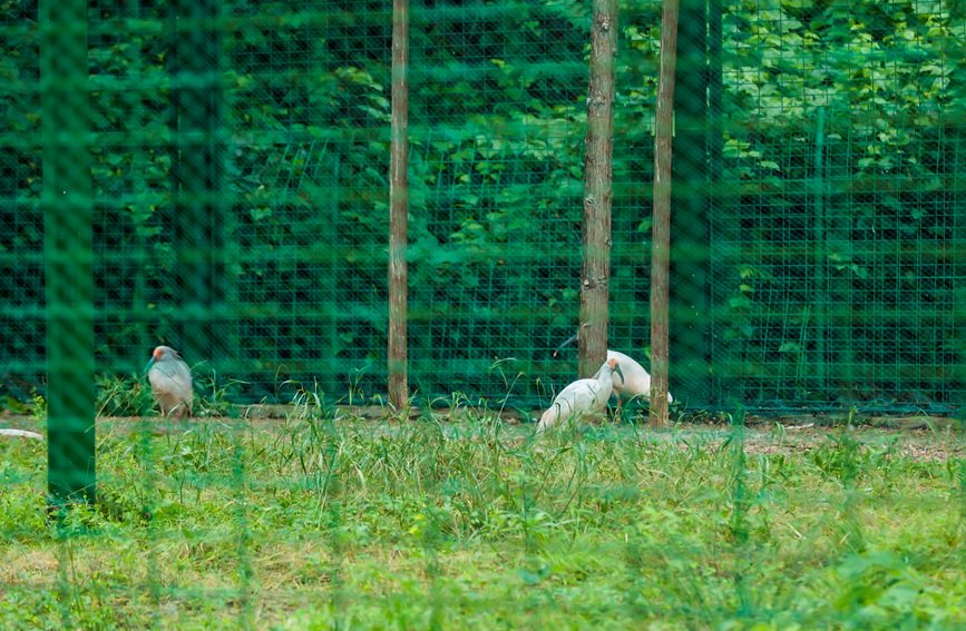 放飞前，朱鹮需要在野化过渡笼舍接受“训练”。河南省生态环境厅供图