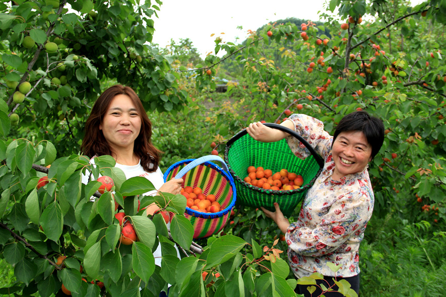 河南省淅川县的鲜杏已经进入集中成熟采摘期。