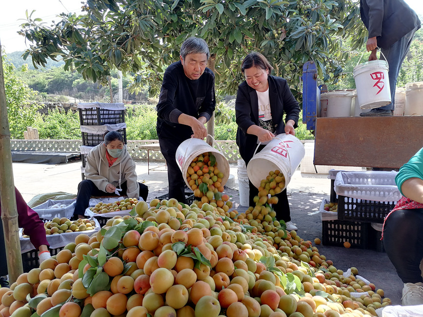 河南省淅川县的鲜杏已经进入集中成熟采摘期。