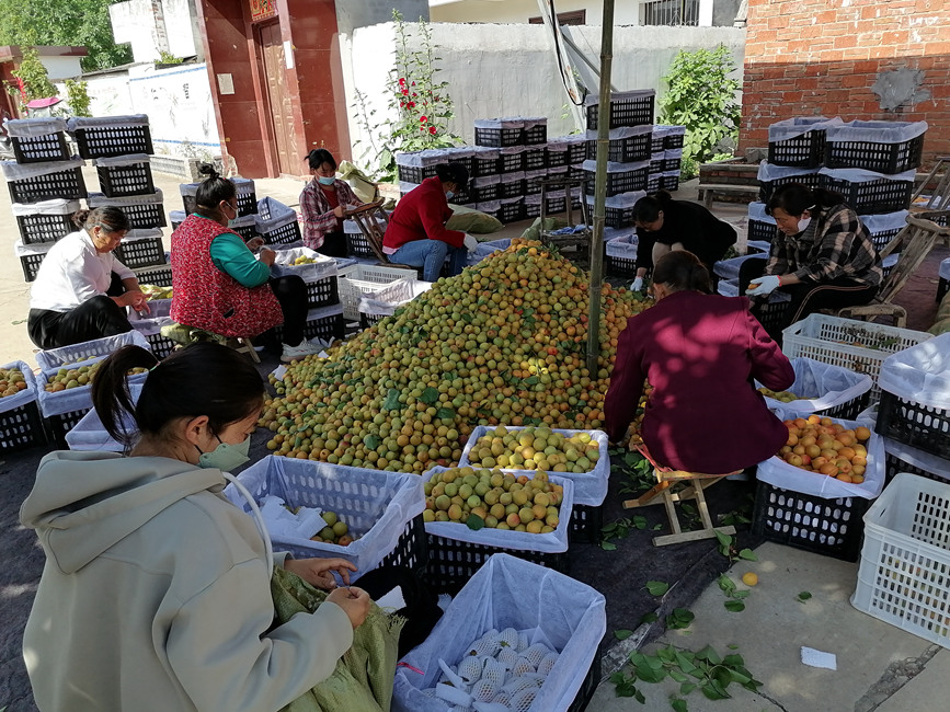 河南省淅川县的鲜杏已经进入集中成熟采摘期