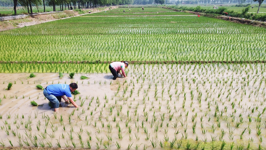 河南省洛陽市孟津區會盟鎮黃河灘地高標准農田示范區內，農戶在移栽水稻秧苗。黃政偉攝