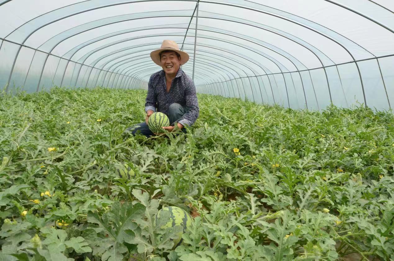 瓜果飘香助农增收