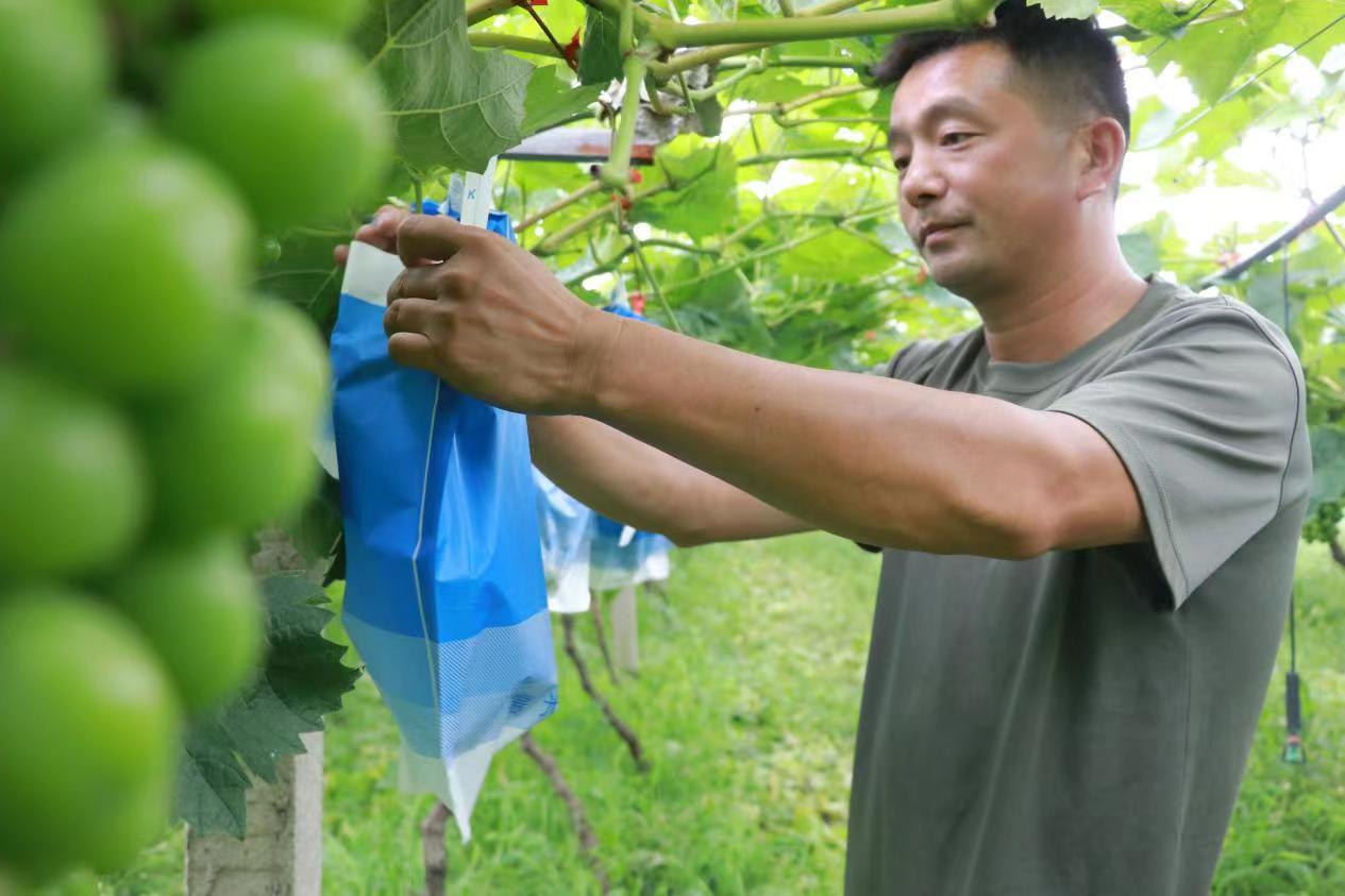 瓜果飘香助农增收