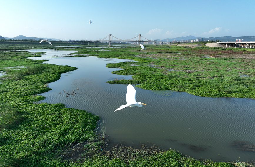 白鷺翩躚起舞。陳靜文攝