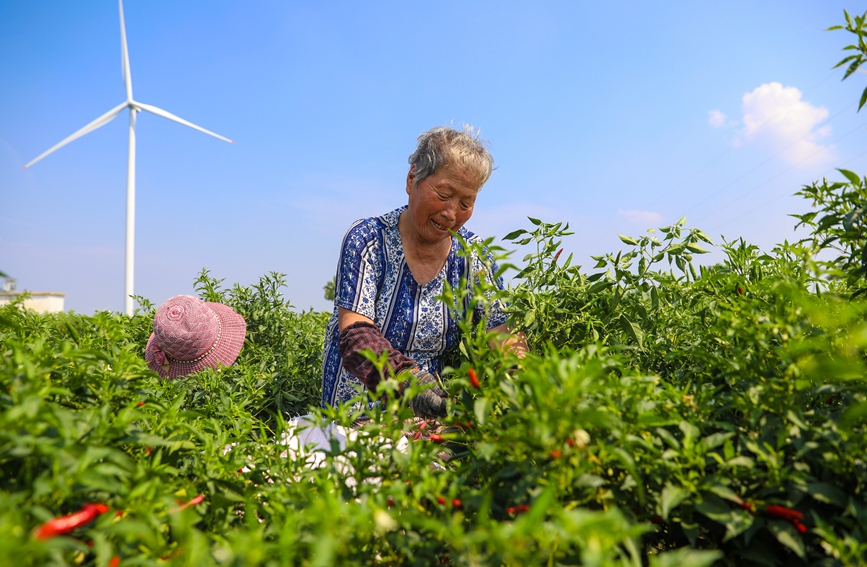 椒農在採摘辣椒。紀全舉攝