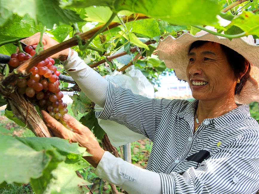 工作人员正在检查葡萄长势。麻翛然摄