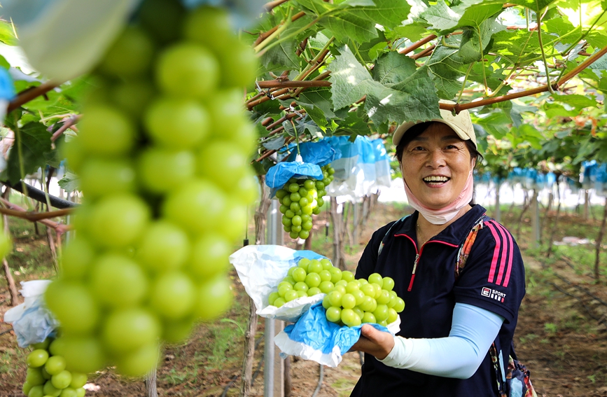 游客体验亲手采摘的乐趣。麻翛然摄