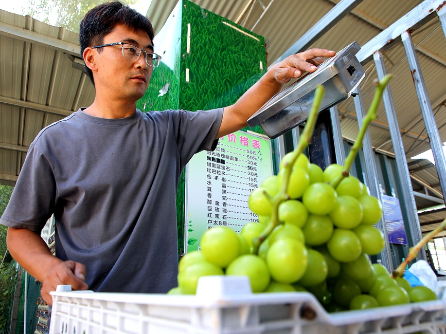 原鹏飞对市民采摘好的葡萄进行称重。麻翛然摄