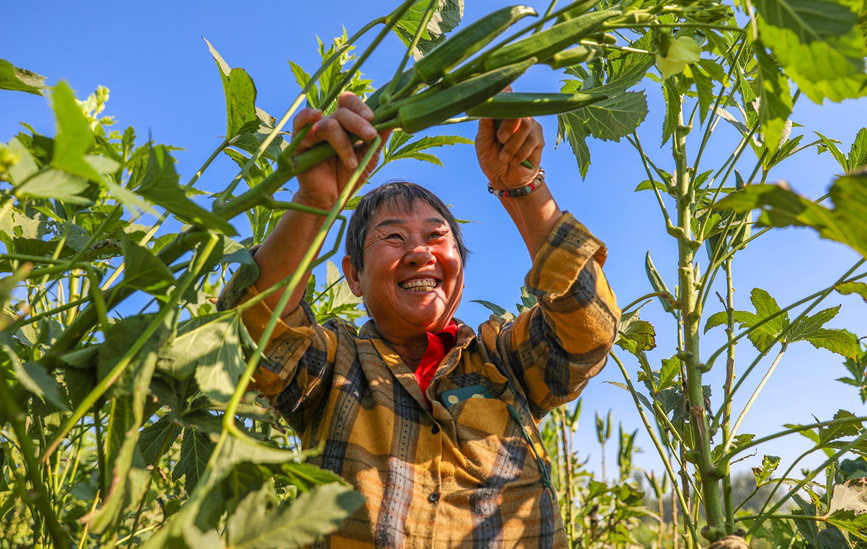 河南清丰：秋葵丰收农民乐