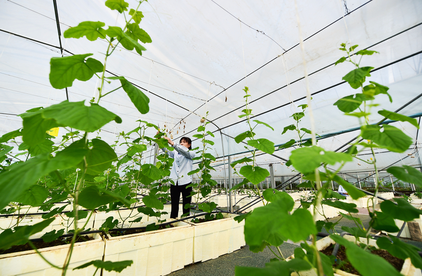 工人在河南洛阳市孟津区送庄镇洋丰农业生态园智能化大棚内，管理养护无土栽培的瓜果。黄政伟摄