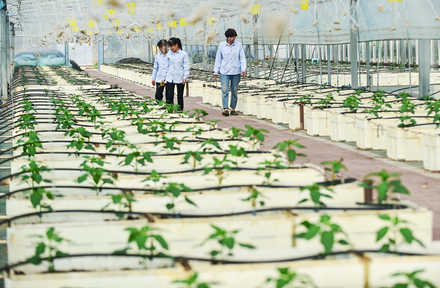 工人在河南洛陽市孟津區送庄鎮洋豐農業生態園智能化大棚內，管理養護無土栽培的蔬菜。黃政偉攝