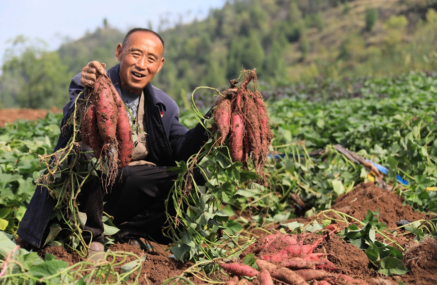 红薯丰收，铺就“甜蜜”致富路。聂金锋摄