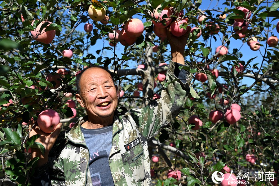 果农开始采摘。人民网记者王玉兴摄