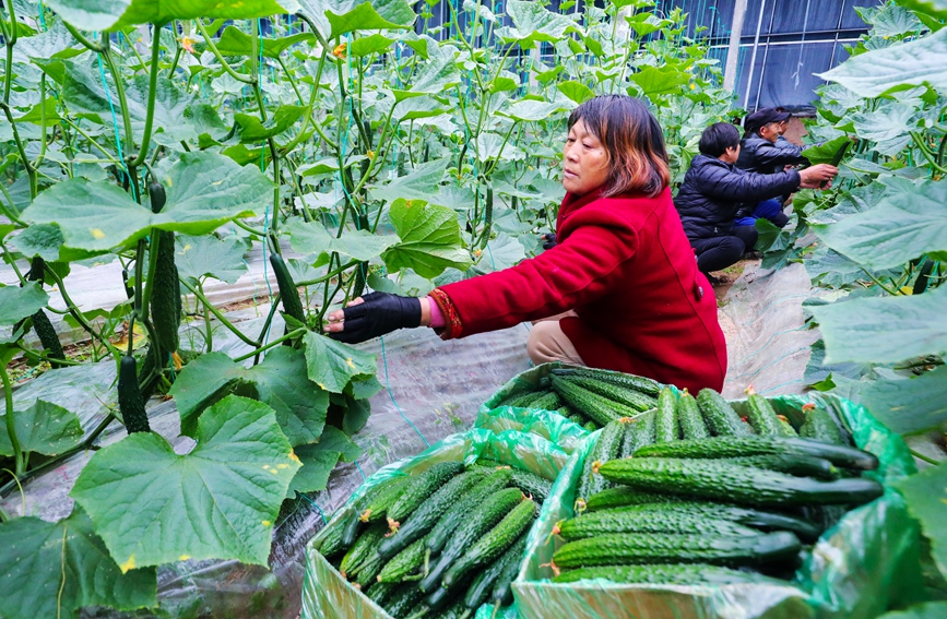 村民在采摘黄瓜。谢万柏摄