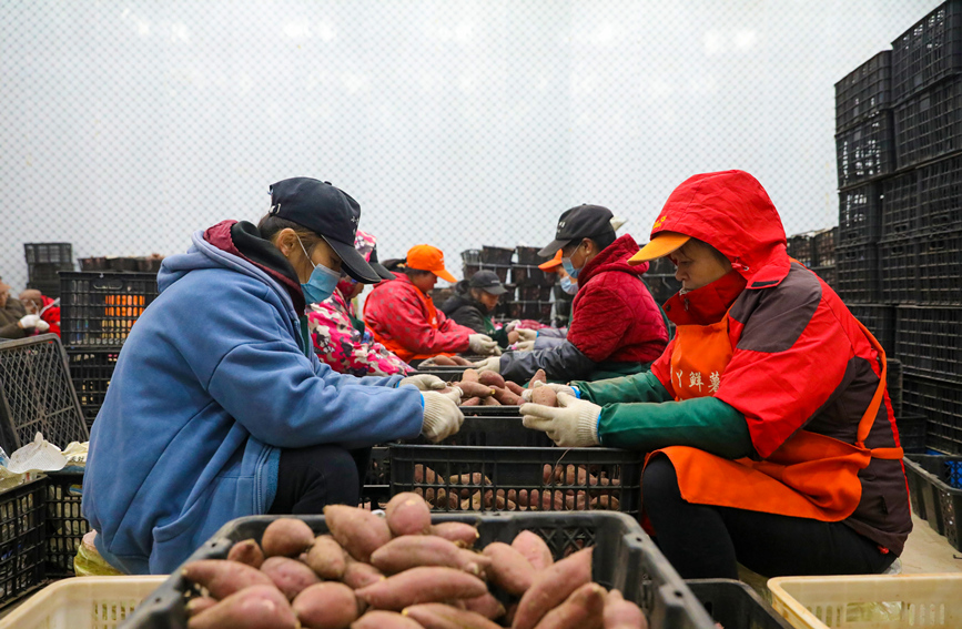 工人正在分装红薯。程颖摄