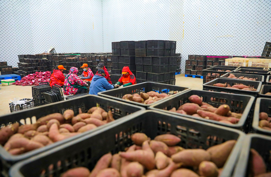 工人正在分装红薯。程颖摄