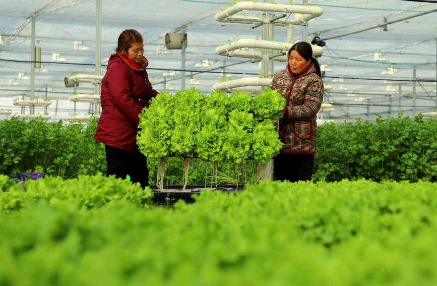 1月27日，内乡县中以高效农业科技园水培种植温室大棚里，工人正在采收生菜。高嵩摄