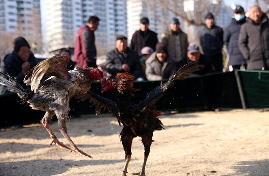 斗鸡比赛时，斗鸡坑周围围满观众，热闹非凡。潘庆杰摄