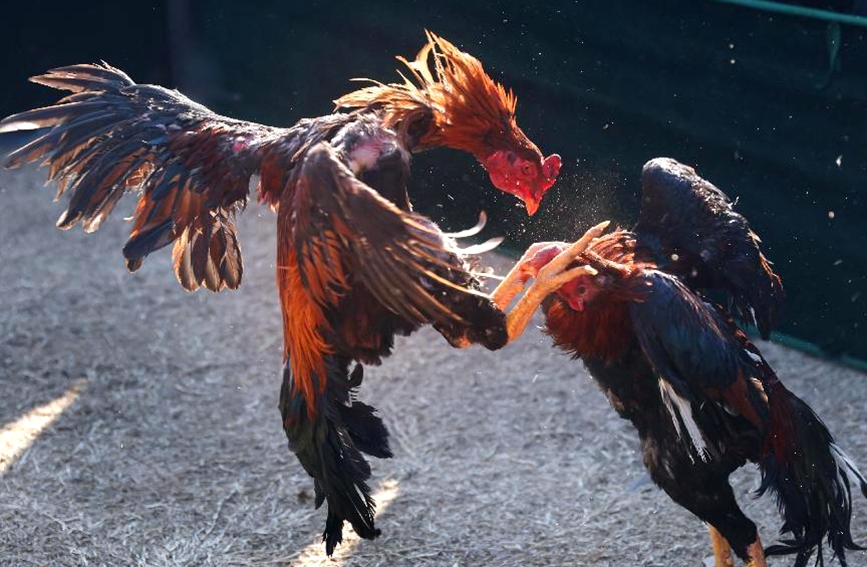 民俗斗鸡迎新春。潘庆杰摄