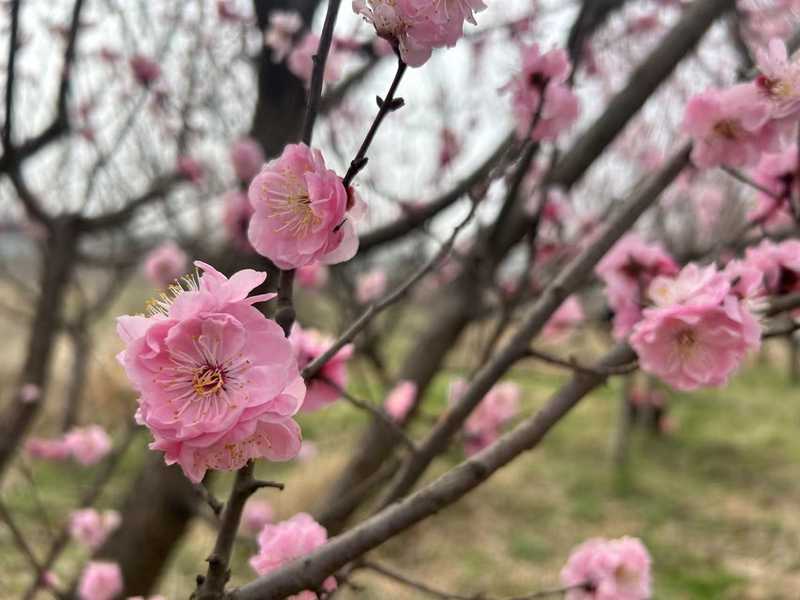信阳市浉河区：花开三月笑迎春