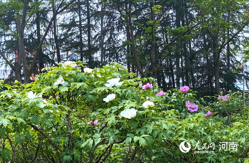 中国国花园盛开的牡丹。人民网 侯琳琳摄