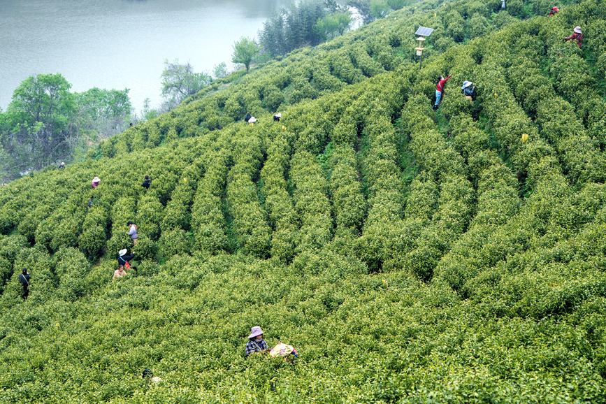 该基地春茶采摘时，每天有高达700人的季节性用工。 张玉雪摄