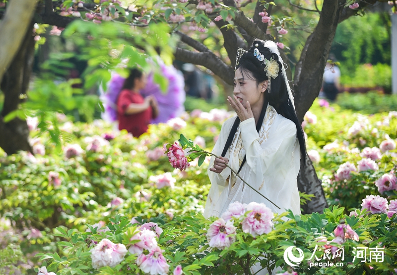 河南省洛阳市中国国花园牡丹观赏区内，游客身着汉服在参观游玩。人民网记者 尚明桢摄