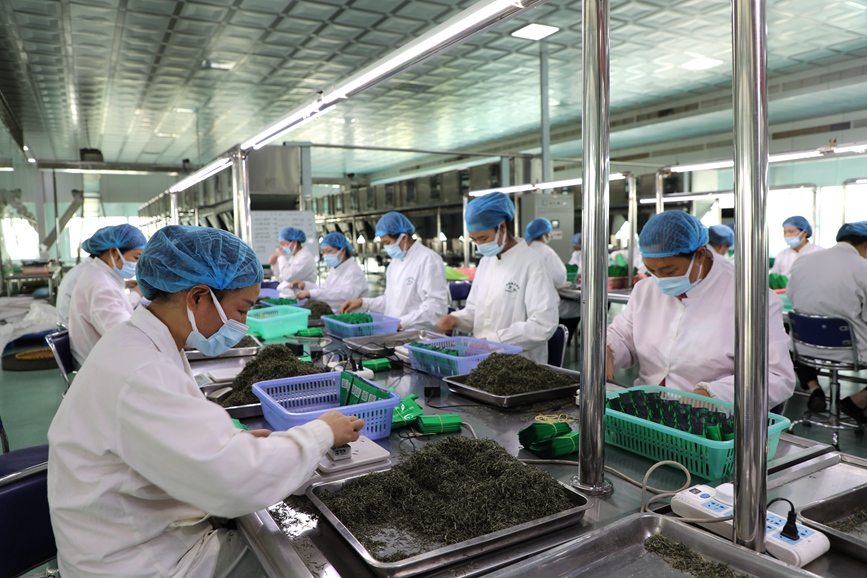 科技兴茶助发展。杨德政摄
