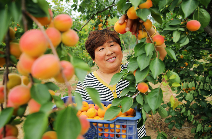 村民在大杏種植園採摘大杏進行外銷。 李新義攝