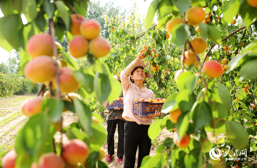 村民在大杏种植园采摘大杏进行外销。人民网 霍亚平摄