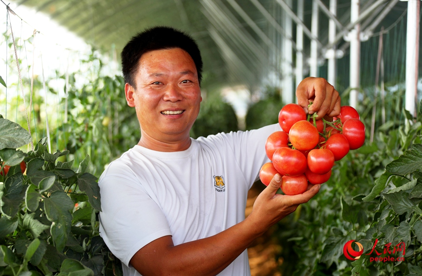 在河南省开封市杞县沙沃乡王大夫庄果蔬种植基地，蔬菜长势喜人。人民网 霍亚平摄