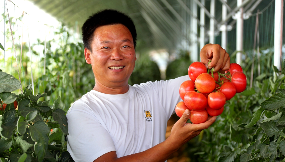 在河南省开封市杞县沙沃乡王大夫庄果蔬种植基地，蔬菜长势喜人。