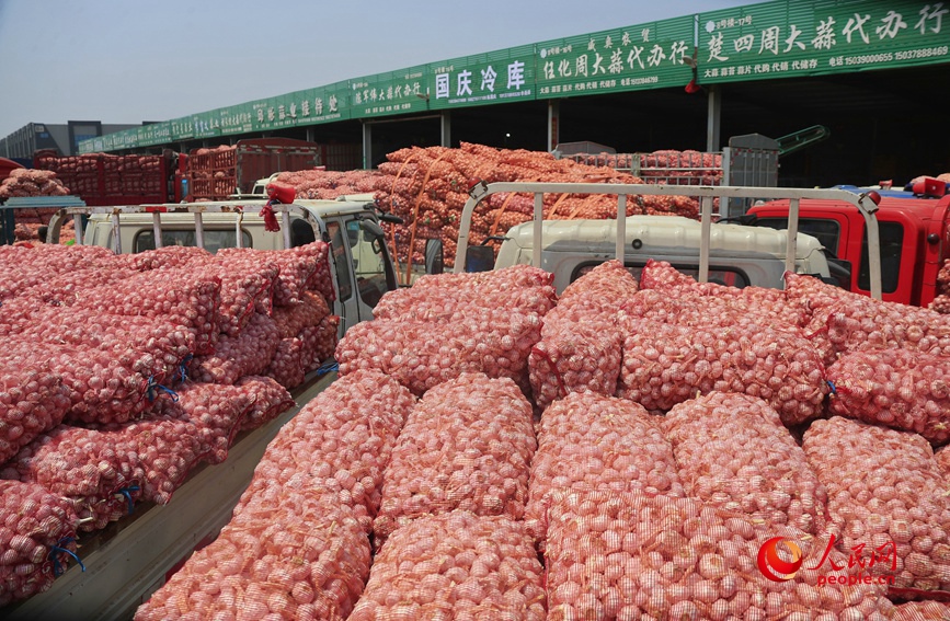河南杞县大蒜交易市场里收获的大蒜。人民网 霍亚平摄
