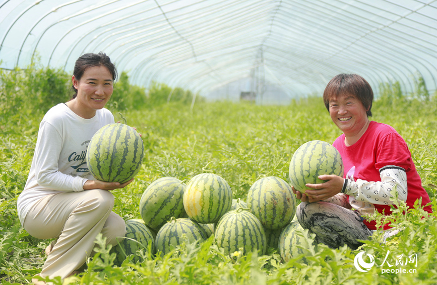 西瓜喜獲豐收。人民網 霍亞平攝